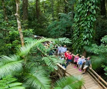 Daintree and Cape Tribulation Full-Day Tour